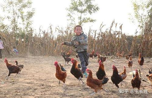 福清鸡哥爆料视频大全集,揭秘背后真相与精彩瞬间 第1张 福清鸡哥爆料视频大全集,揭秘背后真相与精彩瞬间 第1张
